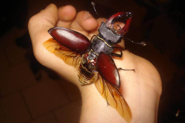 Flying_Lucanus_cervus