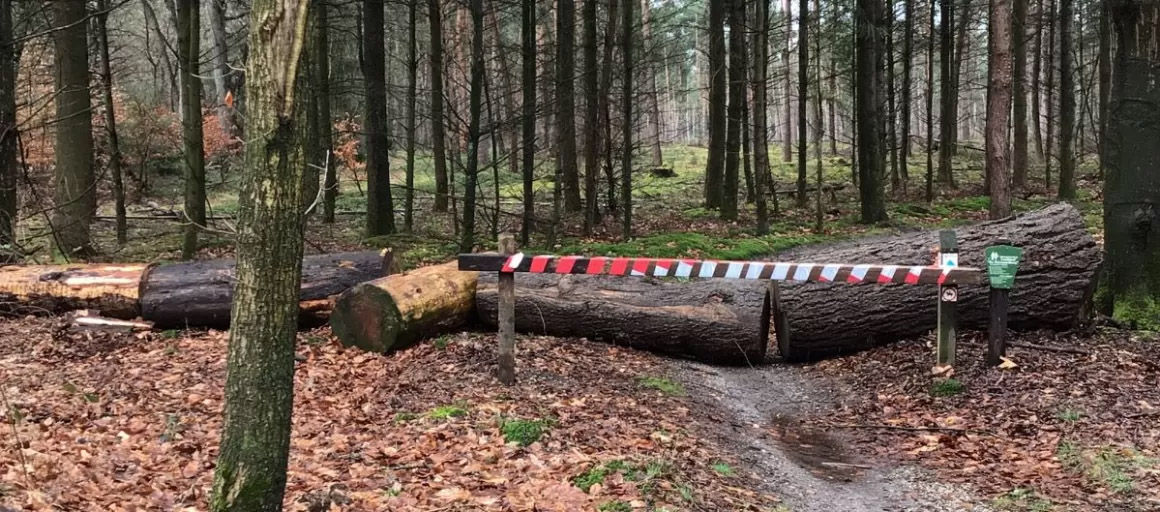 MTB-Route Holten, mountainbikeroute Sallandse Heuvelrug langer dicht omwille van zandhagedis